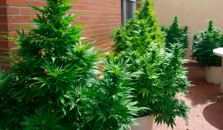 Cómo plantar marihuana en tu balcón