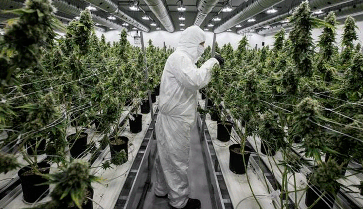 ¿Fracaso de la legalización en Canadá? El país tiene un excedente de marihuana sin vender de 1.1 mil millones de gramos