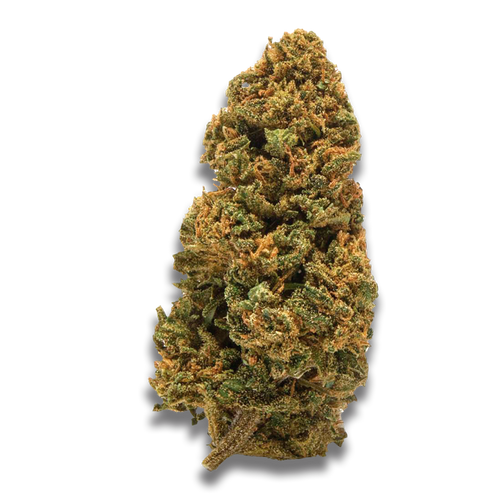 AMNESIA